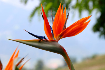 Fototapeta na wymiar Paradiesvogelblume (Strelitzia) Blüte