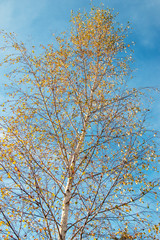 autumn birch against the blue sky