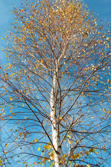 autumn birch against the blue sky