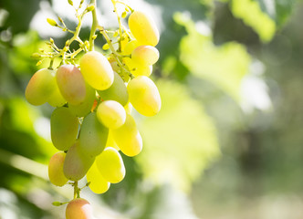 Bunch of ripe grapes on branch in bright sunlight