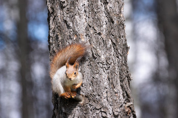 squirrel Park in winter