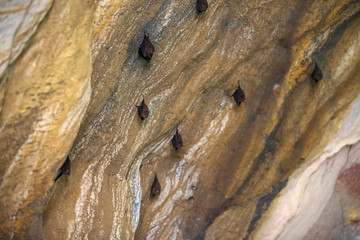 Greater horseshoe bat (Rhinolophus ferrumequinum) hang up paws with open eyes on the rocks, copy space for text. Bats in a cave, Koh Lanta island, Thailand.