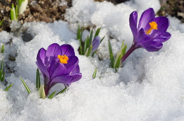 Purple Crocuses flowers in the snow 