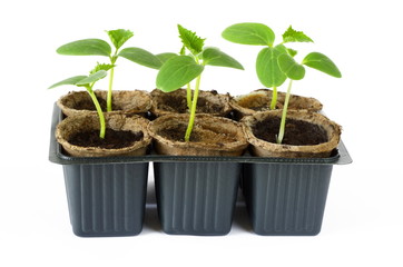 Cucumber seedlings in peat pots on white background