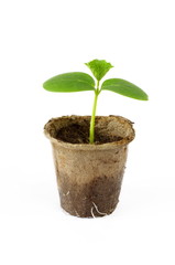 Peat pot with the sprout of a cucumber on a white background