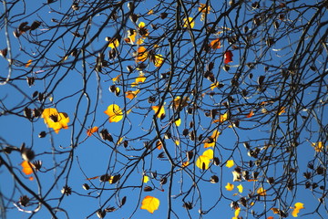 Bare branches of tulip tree with rest golden leaves and seeds against blue sky. November park in germany.