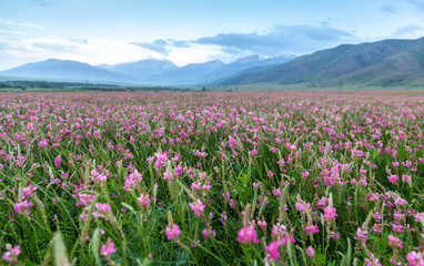 Pink flowers in a field near the mountains