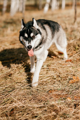 Closeup portrait of lovely fluffy mammal grey husky puppy with brown eyes. Beautiful adorable furry little dog at nature in autumn. Cute breeding pet have fun outdoor. Lonely wolfish carnivore animal.