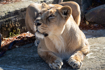 Asiatic lioness (Panthera leo persica). A critically endangered species.