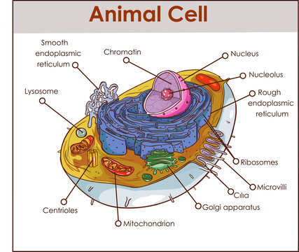 Animal Cell Anatomy Diagram Structure with all parts nucleus smooth rough endoplasmic reticulum cytoplasm golgi apparatus mitochondria membrane centrosome ribosome anatomical figure science education