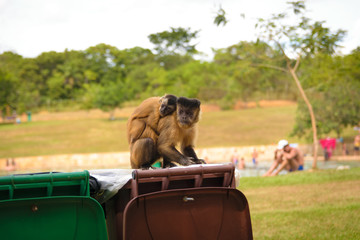 Macaco em parques de Brasília