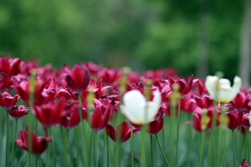 field of tulips