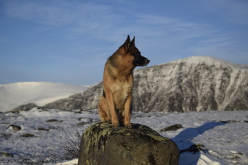 dog in mountains