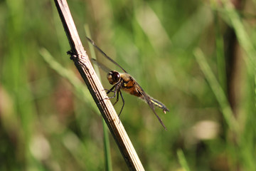 dragonfly