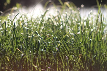 grass with dew