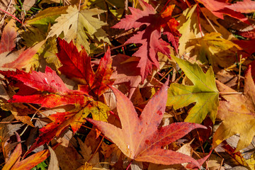 Graceful yellow, red and green fall leaves of Acer saccharinum and of Liquidambar styraciflua on the green grass. Nature concept for design