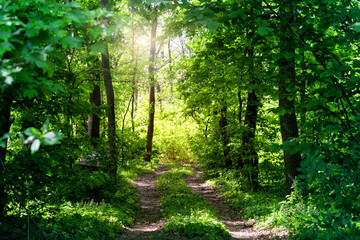 Country road in summer forest