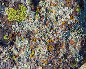 Color lichen on stone top view