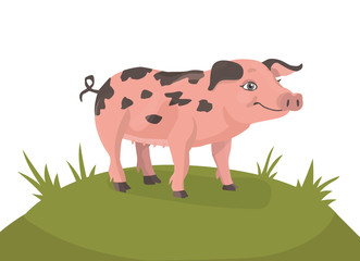  happy pig on a green meadow