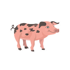  funny little pig with black spots