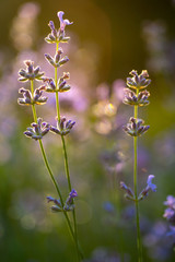 Close up blooming purple lavender flowers in green grass, low angle side view