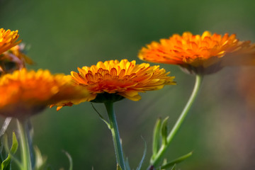 Orange calendula in green garden.