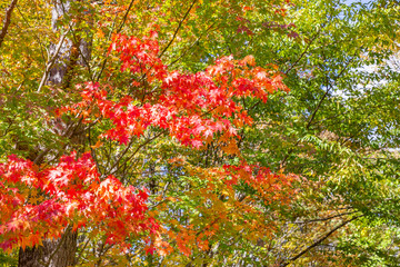 鮮やかな紅葉の木