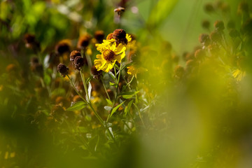 Yellow flower on green field.