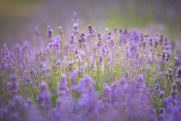 Fototapeta premium Beautiful Soft Flowering Lavender - soft light, very low depth of field.