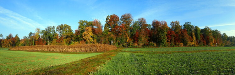 weites Panoramabild vom buntem Herbstwald mit Wiese und Feldern unter blauem Himmel