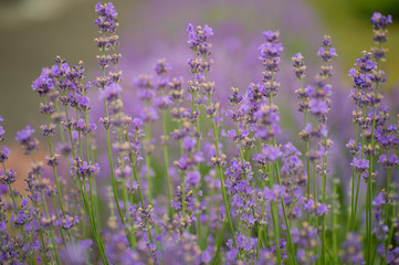 Obraz premium Amazing big lavender flower bushes close up.