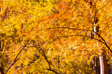 鮮やかな紅葉の木