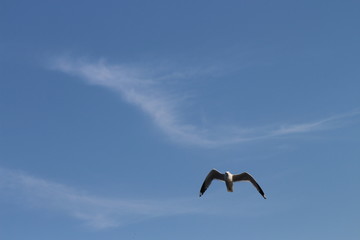 seagull in the sky