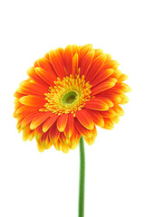 Multilocored gerbera isolated on white background