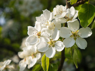 closeup of blossoming apple tree with white flowers in spring garden