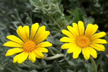 Gazania Flowers