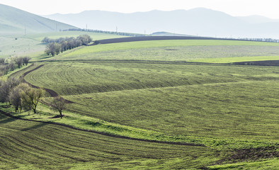 wheat fields in a hilly area