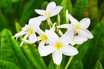 Fototapeta premium flower, white, spring, nature, blossom, plant, bloom, flowers, green, garden, yellow, flora, plumeria, beauty, daffodil, macro, frangipani, narcissus, petal, beautiful, floral, leaf, summer, blooming