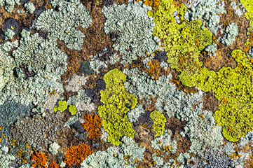Color lichen on stone top view - obrazy, fototapety, plakaty