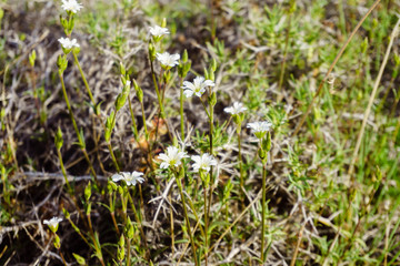 spring flowers in the wild
