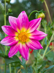 Obraz premium Pink and yellow flowered dahlia