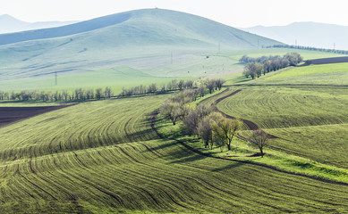 wheat fields in a hilly area