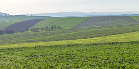 wheat fields in a hilly area