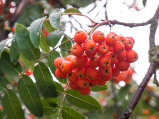 Rowan tree in the Park. Ripe berries.