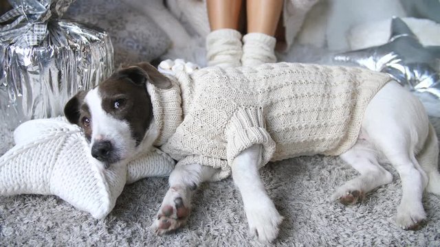 Dog Lying In Cozy Warm Sweater At Home. Soft, Comfy, Hygge Lifestyle.