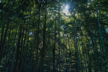 Fototapeta na wymiar Forêt de bambous, Kyoto