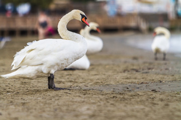 Cygnes sur une plage d'Andros, Grèce
