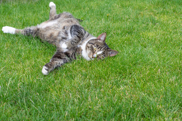 Cat lying on its Back on Grass