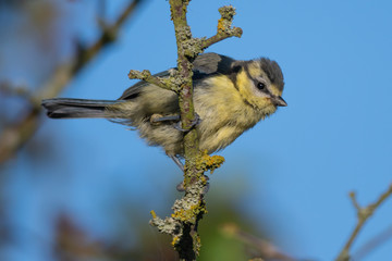 Juvenile Eurasian Blue Tit on a Branch with Lichen