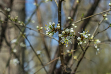 white flowers in spring